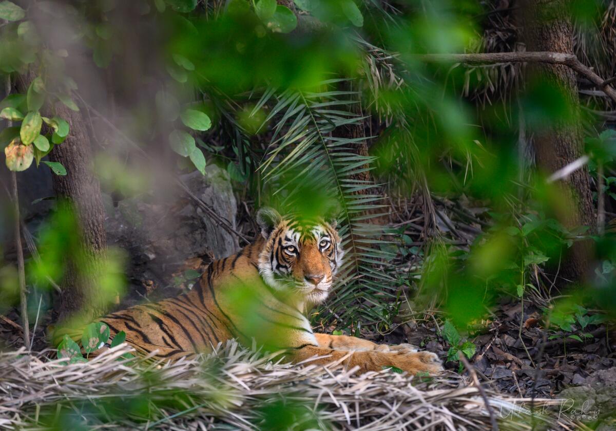 A tiger lying in the undergrowth, seen through out-of-focus leaves. Its eyes are sharp.